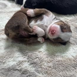 Nutmeg - Red tri-color female Miniature American Shepherd puppy in Tonasket, Washington from V5 Aussies