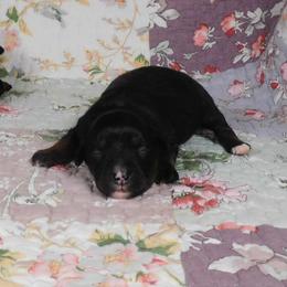 Black Tri girl no blaze - Black tri female Toy Australian Shepherd puppy in Okeana, Ohio from Fetching Toy Aussies