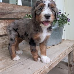 Cookie (light pink) - Blue merle female Bernedoodle puppy in Indianola, Utah from Little Bear Bernedoodles