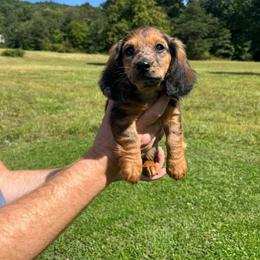 Ziggy - Dapple male Dachshund puppy in Milroy, Pennsylvania from Not Your Average Weiner