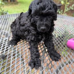 Florida - Parti female Poodle puppy in Florence County, South Carolina from Modern Family Standards