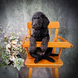 Dilute Retriever and Labradoodle Puppies from Von Bussler Labradoodles & Retrievers