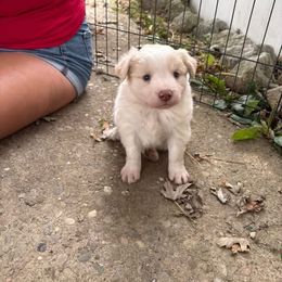 Border Collie Puppies from Whipple Family Farms
