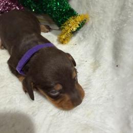 Purple collar short hair - Chocolate female Dachshund puppy in Pleasant Plains, Arkansas from JGBs Silver Spur Dachshunds