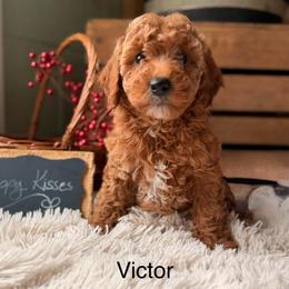 Victor - Red  male Goldendoodle puppy in Oxford, Pennsylvania from FriendlyPals