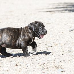 Olde English Bulldogge Puppies from ABK Bulldogges