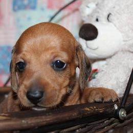 Boy 2 - Red male Dachshund puppy in Craig, Colorado from Rocky Mountain Shih Tzus and Dry Creek Miniature Dachshunds