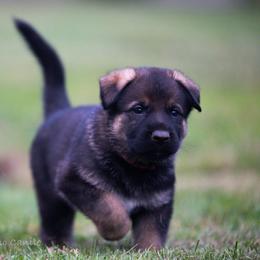 German Shepherd Puppies from Di Massimo Canile