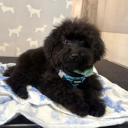 Cavapoo, Cockapoo, and Poodle Puppies from Heavenly Puppies to Love
