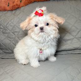 Pearl - Liver and white female Shih Tzu puppy in Phoenix, Arizona from Spoiled ShihTzu LLC