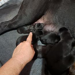 Girl 4 - Black female Cane Corso puppy in Clarksburg, West Virginia from West By God Virginia Cane Corso