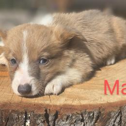 Male - Blue male Pembroke Welsh Corgi puppy in Unicoi, Tennessee from East Tennessee Clark Corgis