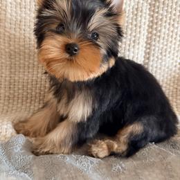 Benjamin - Blue and gold male Yorkshire Terrier puppy in Daggett, Michigan from Hetzel’s Enchanted Yorkies (Michigan)