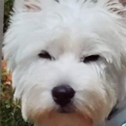 Tyson - West Highland White Terrier