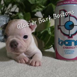 Bang - Blue male Boston Terrier puppy in Columbia Falls, Montana from Glacier Bark Boston Terriers