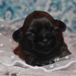 Shih Tzu Puppies from Gypsy Breeze Kennels
