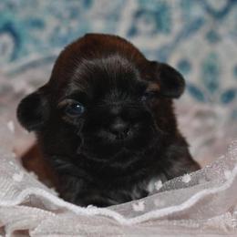 Shih Tzu Puppies from Gypsy Breeze Kennels