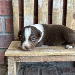 RTM2 - Red tri male Miniature Australian Shepherd puppy in Lexington, Nebraska from Osborne's Aussies