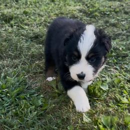 Ozzy Aussborne - Black tri-color male Australian Shepherd puppy in Chaplin, Connecticut from Mystic Moon