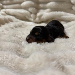 Juliet - Black and tan female Dachshund puppy in Rialto, California from DashiesDachLLC