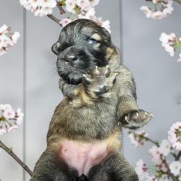 Ambrosia - Sable female German Shepherd puppy in Oakland, Oregon from VHM German Shepherds