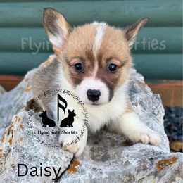Daisy- AKC - Sable female Pembroke Welsh Corgi puppy in Casper, Wyoming from Flying Note Shorties