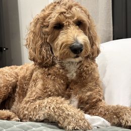 Beau - Goldendoodle