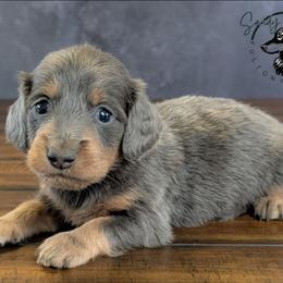 Voodoo - Gray (blue) and tan male Dachshund puppy in Fultonville, New York from Sandy Aussies, Mini Dachshunds & Pomeranians