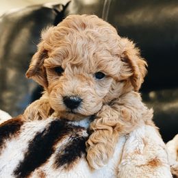 Aussiedoodles and Pembroke Welsh Corgis from Pulham Puppies