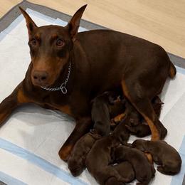 Female 4 - Red and rust female Doberman Pinscher puppy in Moreno Valley, California from House of Paws & Co.
