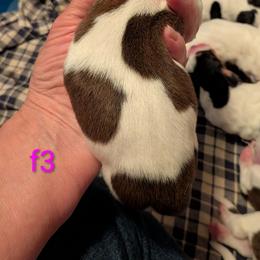 F3 - Mahogany and white female Basset Hound puppy in Clio, Michigan from Nancy's Basset Hounds