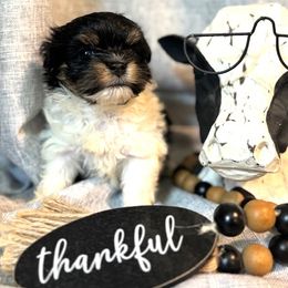Havanese Puppies from palmetto puppies