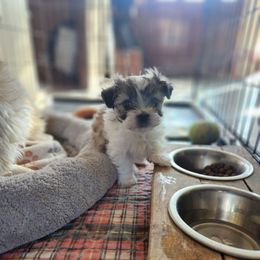 Cream - Brown and white female Shichon puppy in Delta, Colorado from PTK Ranch