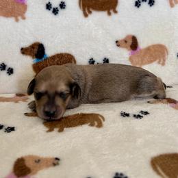 Miss Red Collar - Cream female Dachshund puppy in Willow Springs, Missouri from Krazy Acre Farm