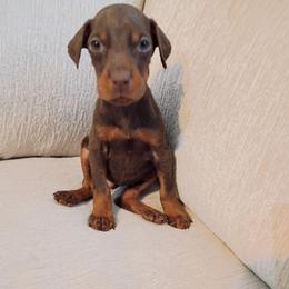 Girl 2 - Red and rust female Doberman Pinscher puppy in New Haven, Indiana from Mjolnir Dobermans