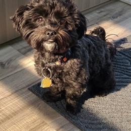 Raven - Shichon