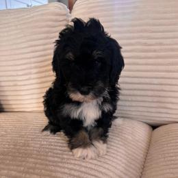 Atlas - Tri-color female Bernedoodle puppy in Payson, Utah from Country Sky Doodles