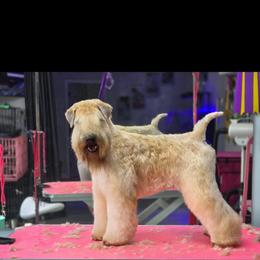 Soft Coated Wheaten Terrier puppies from Timberlane