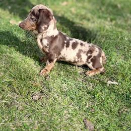Sadie - Dachshund