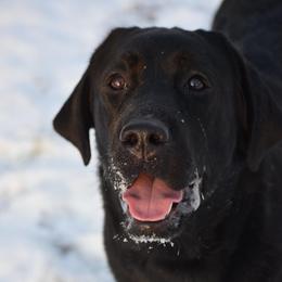 Misia - Labrador Retriever