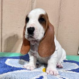 Hoot - Mahogany and white male Basset Hound puppy in Pilot Mtn, North Carolina from Lowdown Love Basset Hounds