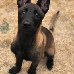 Girl 1 - Black sable female Belgian Malinois puppy in Dallas, Texas from OreVis Malinois