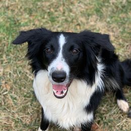 Freedom - Border Collie