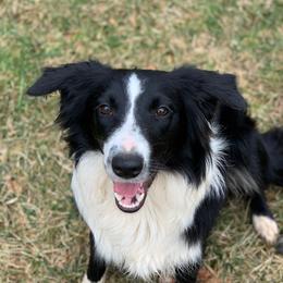 Freedom - Border Collie