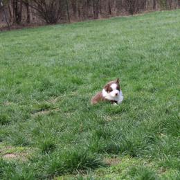 Australian Shepherd Puppies from Starlit Grove Australian Shepherds
