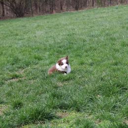 Australian Shepherd Puppies from Starlit Grove Australian Shepherds