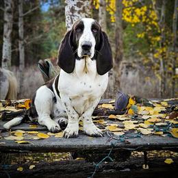 Nebula - Basset Hound