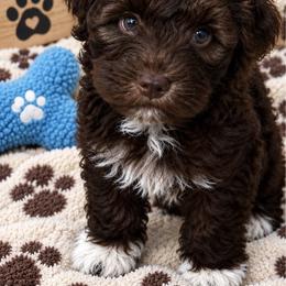 Max - Brown male Schnoodle puppy in Placerville, California from Rpuppies