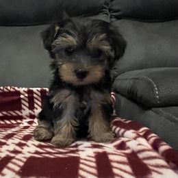 Girl 1 - Black and tan female Yorkshire Terrier puppy in Basile, Louisiana from The Lazy 3 Ranch