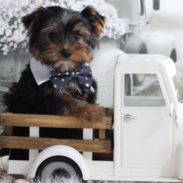 LANCE - Black and gold male Yorkshire Terrier puppy in Hughesville, Missouri from Puppykiss4u
